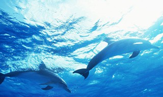 关于海洋动物的资料 关于海洋动物的资料简介