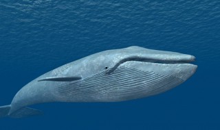 关于蓝鲸资料 蓝鲸的资料分享