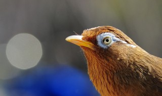 关于画眉鸟的资料 画眉鸟的介绍