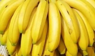 关于香蕉的资料 香蕉的详细介绍