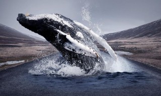 关于鲸鱼资料 鲸鱼资料的介绍