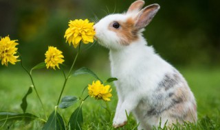关于养兔子的资料 关于养兔子的介绍