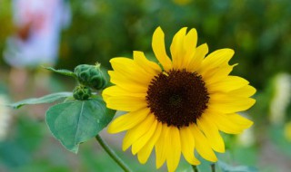 关于向日葵的小诗 关于向日葵的小诗有哪些