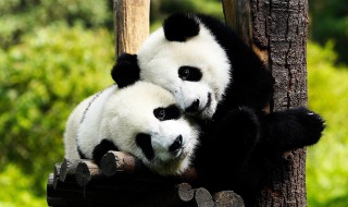 关于熊猫的句子 关于熊猫的句子有哪些