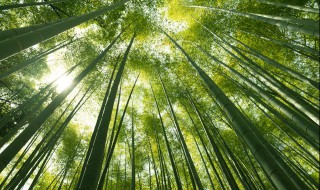 关于竹子的格言 关于竹子的格言有哪些
