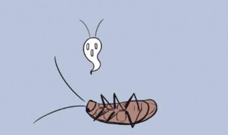 蟑螂为什么不能踩死 蟑螂不能踩死的原因