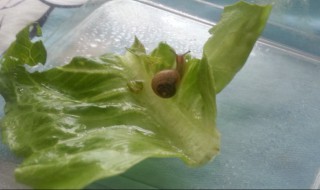 小蜗牛怎么养 小蜗牛养殖的方法