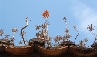 瓦松的功效与作用 生长在屋顶瓦上的多肉植物