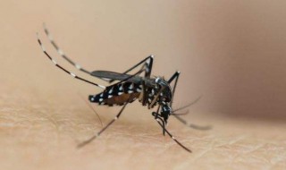为什么蚊子怕空调 温度低时为什么蚊子不丢人