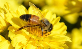 赞美蜜蜂的句子 有哪些