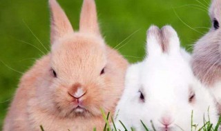 养兔子备什么药 养兔子必备药有哪些