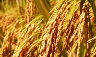 稻穗是指稻子的什么 稻穗是稻子的哪一部分
