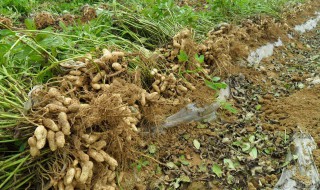 七彩花生怎么种植 分享其种植技巧