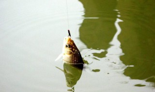 用蚯蚓饵钓鱼的技巧有哪些 5个绝密技巧分享