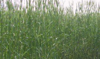 冬牧黑麦草怎样种植? 从3个方面告诉你怎样种植冬牧黑麦草
