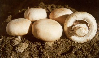 如果蘑菇生虫子怎么办 4种办法帮你解决问题
