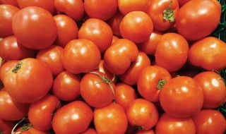 番茄生育期对应时间 整个生育期需要多少时间