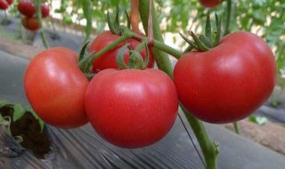 西红柿膨果配方是什么 西红柿如何膨果