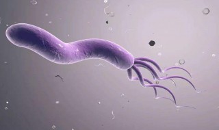 幽门螺杆菌是什么病毒 怎么治疗幽门螺杆菌