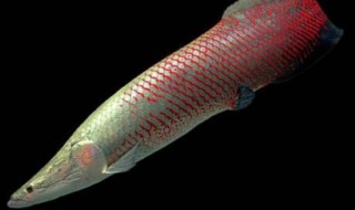 巨骨舌鱼可以冷水养吗 冷水养殖会不会对其造成伤害？