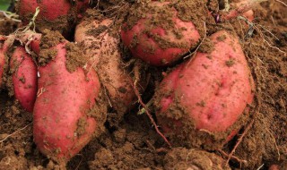 红薯用什么复合肥 农村随处可见这种食物
