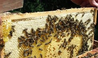 养蜂12口诀 妈妈再也不用担心我不会养蜜蜂了