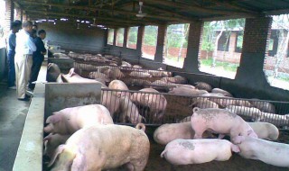 关于生猪养殖的国家政策 最新政策