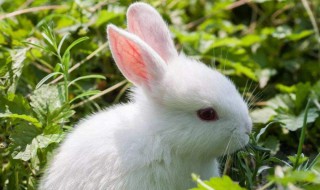 小白兔的外貌特征 分享其外形特征介绍