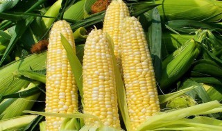 玉米成熟期注意事项 有哪些需要注意的