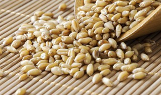 麦粒饵的发酵方法 注意要点就可以制作