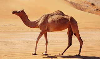 骆驼脚掌利于沙漠行走的特点 都有什么特点