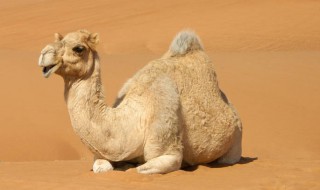 骆驼脚掌利于沙漠行走的特点 骆驼的脚有什么特点