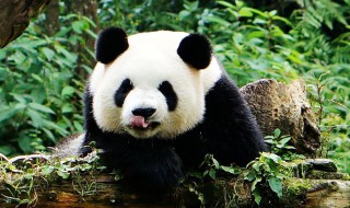 大熊猫像什么 大熊猫像熊还是像猫