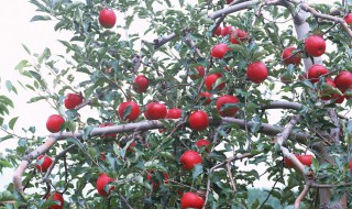 苹果树上的纸代什么时候拿下来最好 农产品须知