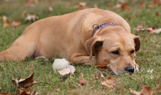 狗有胆结石的症状有哪些 治疗偏方