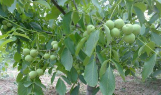 核桃树的养殖方法 下面就核桃树的养殖方法介绍一下