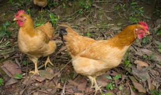 什么是三黄鸡与普通鸡有什么区别 三黄鸡的特点是什么