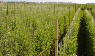 荷兰豆栽培技术 荷兰豆种植知多少