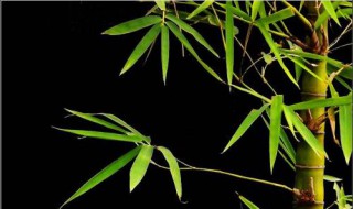竹子怎样浇水 竹子的养护方法