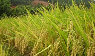 水稻磷酸二氢钾啥时候喷 让水稻大量增产