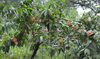 桃树膨大的好方法 具体有以下3点