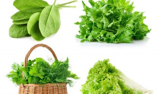 吃绿色蔬菜青菜减肥吗 一起了解一下