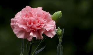 康乃馨代表什么生肖 它的花语是什么