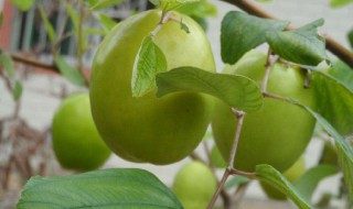 大青枣种植技术与管理 当年栽种当年收获的方法