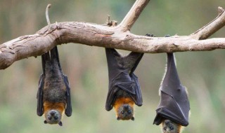 蝙蝠的耳朵相当于雷达的什么 根据蝙蝠的耳朵特征科学家有什么发现？