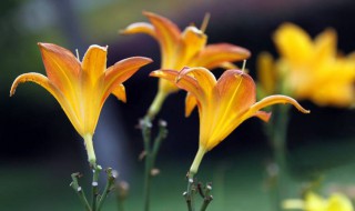 黄金兰花怎么养 黄金兰花养护方法是什么