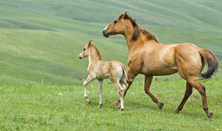 马怎么配种 如何让马更好地繁殖