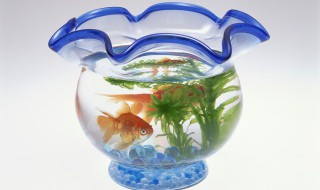 金鱼缸的摆放风水位置 揭示家中鱼缸的摆放风水位置禁忌
