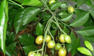 黄皮果树种植技术 黄皮果树如何种植