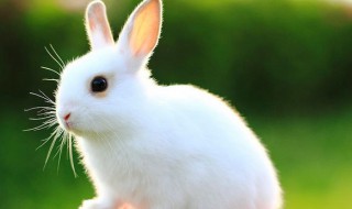兔子不吃窝边草的意思 这句话的含义是什么